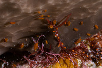Santia sp.1 (Sponge Isopod)
