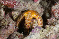 Neoferdina insolita (Unusual Sea Star)