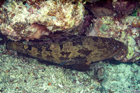 Epinephelus fuscoguttatus (Brown-Marbled Grouper)
