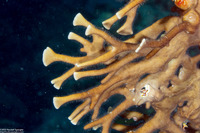 Millepora sp.1 (Encrusting Fire Coral)