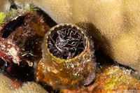 Thylacodes grandis (Grand Coral Worm Snail)