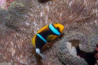 Amphiprion chrysopterus (Orangefin Anemonefish)