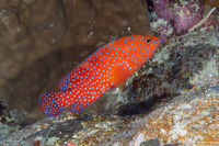 Cephalopholis miniata (Coral Grouper)