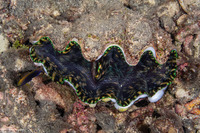 Tridacna derasa (Smooth Giant Clam)