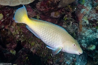 Hipposcarus longiceps (Pacific Longnose Parrotfish)