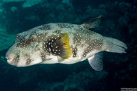 Arothron hispidus (White-Spotted Puffer)