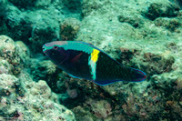 Scarus schlegeli (Yellowbar Parrotfish)