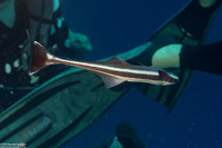 Echeneis naucrates (Sharksucker)