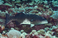 Plectropomus laevis (Blacksaddle Coral Grouper)