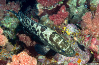 Epinephelus polyphekadion (Camouflage Grouper)