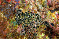 Salmacina sp.1 (Sea Frost Worm)