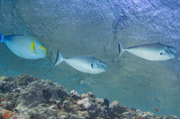 Naso tonganus (Humpnose Unicornfish)