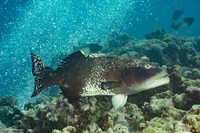 Plectropomus laevis (Blacksaddle Coral Grouper)