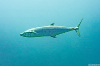 Scomberomorus commerson (Narrow-Barred Spanish Mackerel)