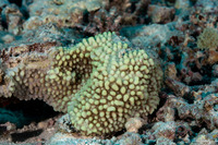 Montipora verrucosa (Montipora Verrucosa)