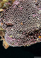 Tubipora musica (Organ Pipe Coral)