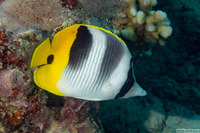 Chaetodon ulietensis (Pacific Double-Saddle Butterflyfish)