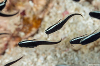 Plotosus lineatus (Striped Catfish)