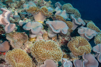 Sarcophyton trocheliophorum (Elephant Ear Coral)