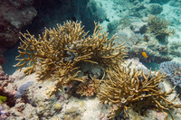 Millepora sp.1 (Encrusting Fire Coral)