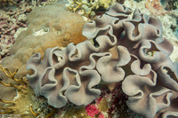 Sarcophyton trocheliophorum (Elephant Ear Coral)