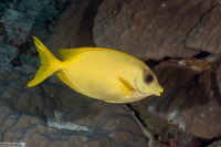 Siganus corallinus (Coral Rabbitfish)