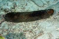 Bohadschia argus (Argus Sea Cucumber)
