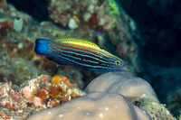 Labropsis xanthonota (Wedge-Tailed Wrasse)