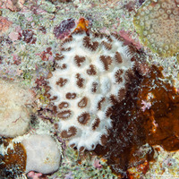 Palythoa tuberculosa (Sea Mat Zoanthid)