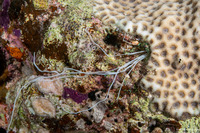 Loimia medusa (Medusa Spaghetti Worm)