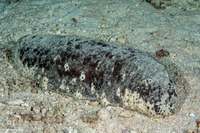 Holothuria fuscogilva (White Teatfish Sea Cucumber)