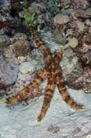 Mithrodia clavigera (Old Club Sea Star)