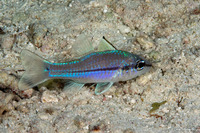 Pristiapogon exostigma (Narrowstripe Cardinalfish)