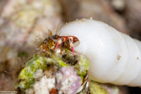 Calcinus lineapropodus (Striped Leg Hermit Crab)