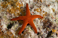 Fromia indica (Indian Sea Star)