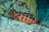 Plectropomus leopardus (Leopard Coral Grouper)