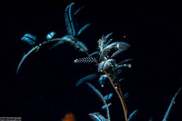 Macrorhynchia philippina (Philippine Hydroid)