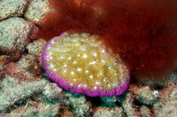 Halomitra pileus (Halomitra Pileus)