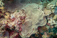 Pachyseris gemmae (Gemma's Coral)