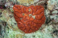 Lobophyllia radians (Lobophyllia Radians)