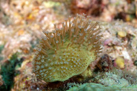 Sarcophyton sp.1 (Mushroom Leather Coral)