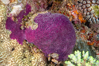Chalinula nematifera (Coral Killing Sponge)