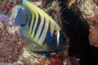 Pomacanthus sexstriatus (Six-Banded Angelfish)