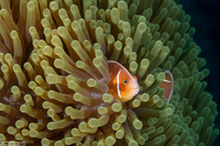 Amphiprion perideraion (Pink Anemonefish)