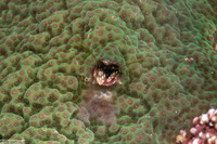 Paguritta sp.1 (Coral Hermit Crab)