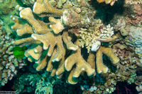 Pocillopora grandis (Antler Coral)