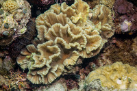 Pectinia lactuca (Lettuce Coral)