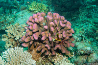 Pocillopora grandis (Antler Coral)