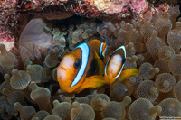 Amphiprion akindynos (Barrier Reef Anemonefish)