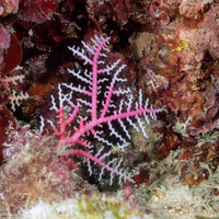 Distichopora borealis (Pink Lace Coral)